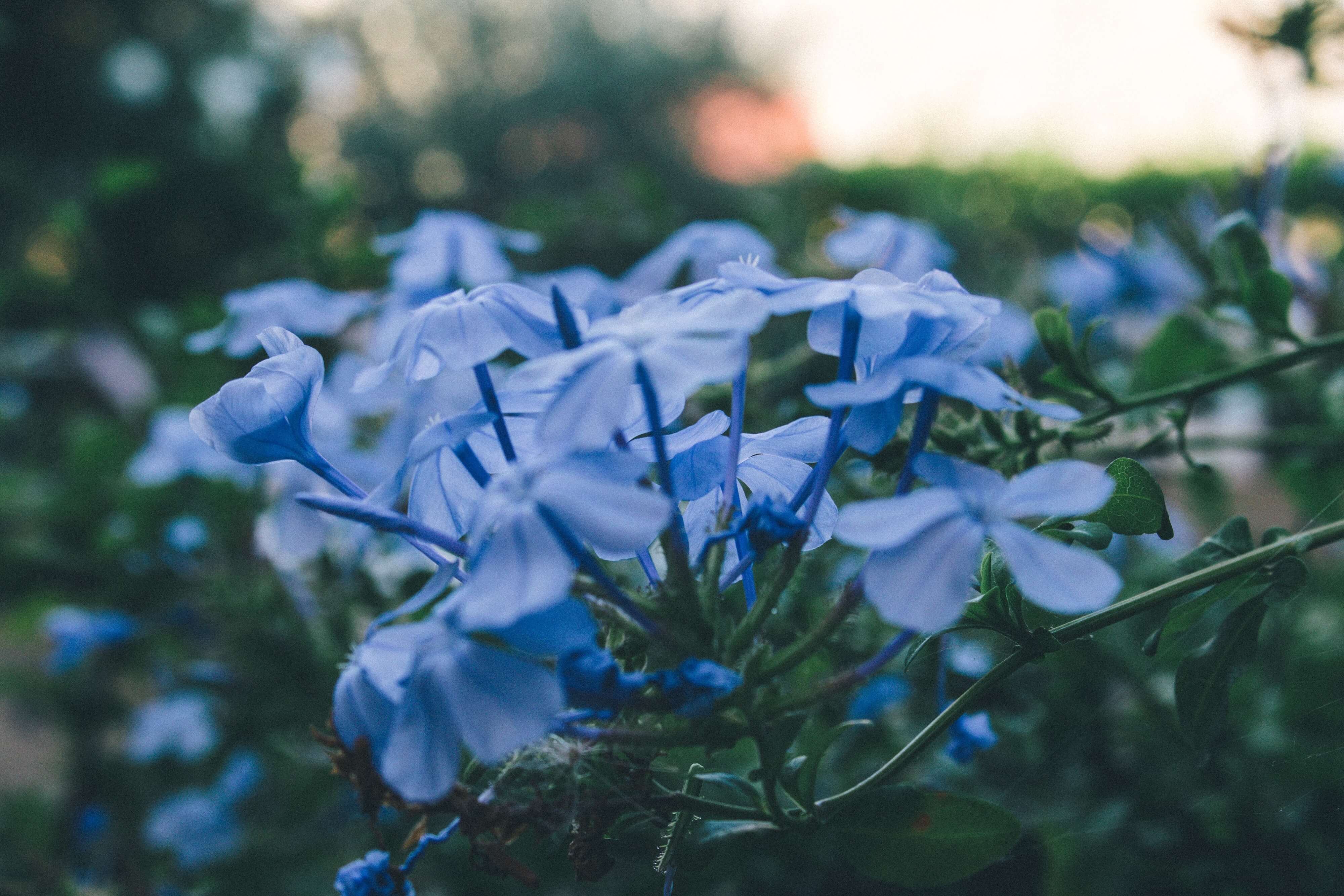 affordable cremation in Clarksville TN flower